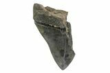 Partial, Fossil Megalodon Tooth - South Carolina #181144-1